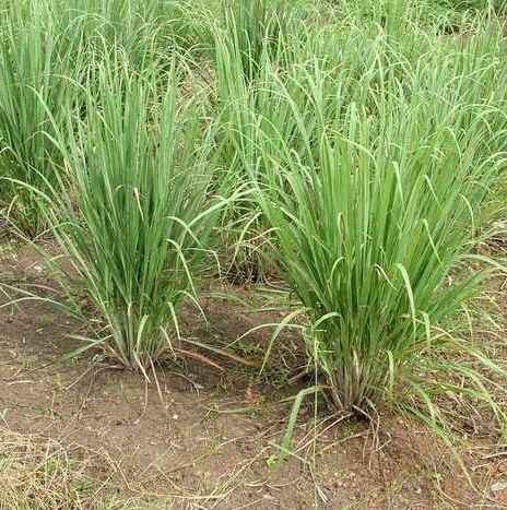 Jamarosa Root Essential Oil 2